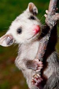 An Adorable Little Baby Opossum Journal: 150 Page Lined Notebook/Diary
