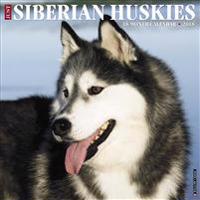 Just Siberian Huskies 2018 Calendar