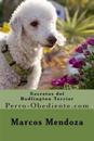 Secretos del Bedlington Terrier: Perro-Obediente.com