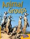 Animal Groups Fast Lane Yellow Non-Fiction