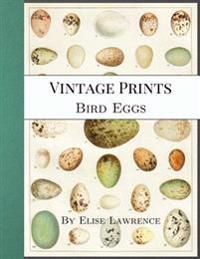 Vintage Prints: Bird Eggs