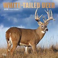 White Tailed Deer 2018 Wall Calendar