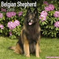 Belgian Shepherd Dog Calendar 2018