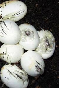 Snake Eggs and Hatchlings: Notebook