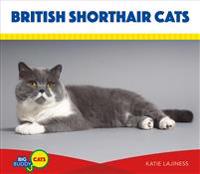 British Shorthair Cats