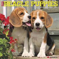 Just Beagle Puppies 2019 Calendar