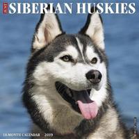 Just Siberian Huskies 2019 Calendar