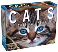 Cats 2019 Calendar