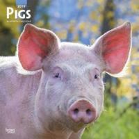 Pigs 2019 Calendar