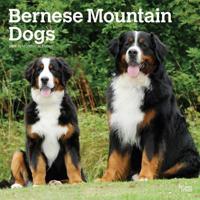 Bernese Mountain Dogs 2019 Calendar