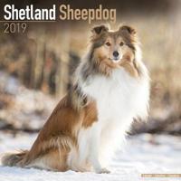 Shetland sheepdog calendar 2019