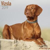 Vizsla calendar 2019