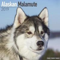 Alaskan malamute calendar 2019