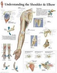 Understanding the Shoulder & Elbow Laminated Poster