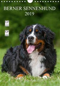 Berner Sennenhund 2019 (Wandkalender 2019 DIN A4 hoch)