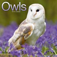Owls calendar 2019