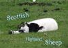 Scottish Highland Sheep (UK Version) 2019