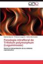 Fenología intrafloral de Trifolium polymorphum (Leguminosae)