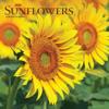 Sunflowers 2020 Square Wall Calendar