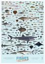 The Fishes of New Zealand poster (pack of 5)