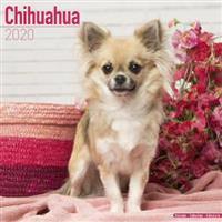 Chihuahua Calendar 2020