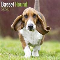 Basset Hound Calendar 2020