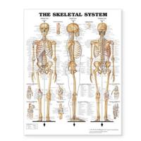 The Skeletal System Giant Chart