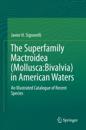 Superfamily Mactroidea (Mollusca:Bivalvia) in American Waters