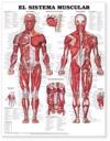 The Muscular System Anatomical Chart in Spanish (El Sistema Muscular)