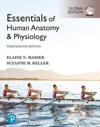 Essentials of Human Anatomy & Physiology, Global Edition -- Mastering Anatomy & Physiology with Pearson eText