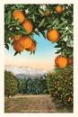 The Vintage Journal Orange Grove with Mountains in Background