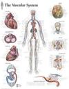 Vascular System Laminated Poster