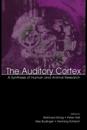 Auditory Cortex
