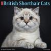 British Shorthair Cats 2024 12 X 12 Wall Calendar