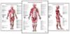 Trail Guide to the Body's Muscles of the Human Body Posters: Set of 3