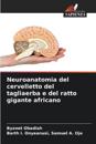 Neuroanatomia del cervelletto del tagliaerba e del ratto gigante africano