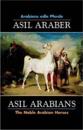 Asil Arabians