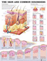 The Skin And Common Disorders
