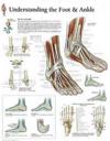 Understanding the Foot & Ankle Paper Poster