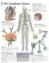 Lymphatic System Paper Poster